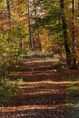 Leafstrewn forest path leading into sunlit canopy, carpet of autumn foliage underfoot; dappled shadows create intimate trail atmosphere, perfect for hiking, seasonal escape and outdoor storytelling