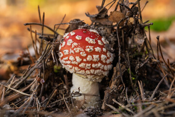Vivid mushroom closeup, Bright scarlet fungus among leaves, Closeup of vibrant red mushroom thriving on mossy ground, Vivid image capturing scarlet fungus amid forest debris and vibrant foliage