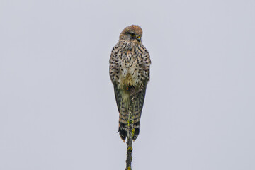 Calm kestrel rests calmly, Serene bird perched quietly on branch, Peaceful wildlife scene with kestrel on thin branch, Tranquil kestrel observing surroundings from delicate twig under soft daylight