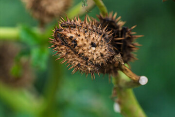 Closeup dried spiky seed pod showing textured brown husk and sharp spines, weathered surface against soft green background, late-season garden detail conveying rustic melancholy and seed dispersal