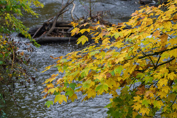 Yellow maple branch hanging over flowing river, ripples and driftwood adding textured foreground; cool autumn water, mossy log and serene bank create moody landscape scene for seasonal storytelling