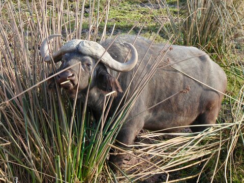 African buffalo grazing among tall grass in Ngorongoro, Tanzania