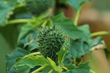 Detailed plant closeup, Spiky seed structure among garden foliage, Sharp seed pod with textured leaves in natural environment, Intricate spiny seed casing surrounded by dense greenery