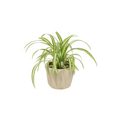 Chlorophytum comosum