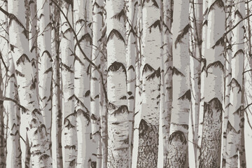 Birch trees texture vector illustration