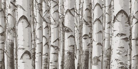 Birch trees texture vector illustration