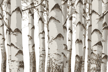 Birch trees texture vector illustration