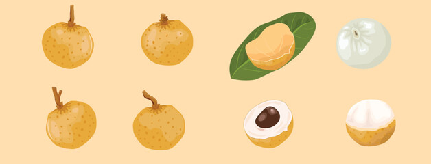 Vector illustration, longan fruit with green leaves, isolated on a soft color background that is easy to change according to your needs.