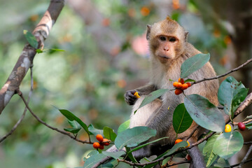 Close up The monkey eatting food on tree in thailand
