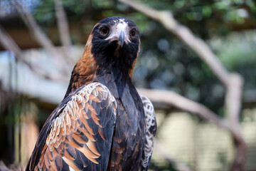 The black breasted buzzard is predator in  australia