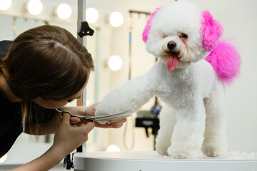 Female professional groomer carefully trims the paws of a happy Bichon Frise dog with bright pink...