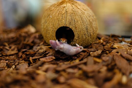 A close-up of a corn snake's head emerging from a coconut shell hide, holding a pinky mouse, capturing a moment of feeding in a terrarium.