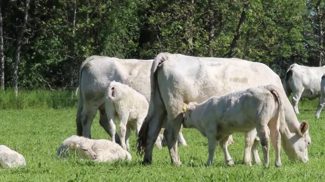 Kuh tr&auml;nkt Kalb