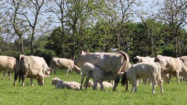 Kuh tr&auml;nkt zwei K&auml;lber