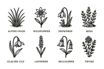 Botanical collection: hand-drawn flowers and plants set in vintage style