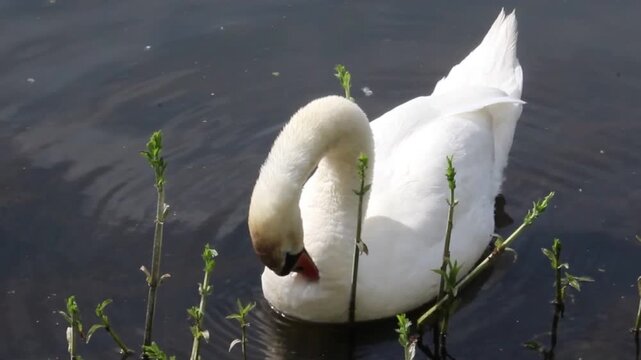 Schwan im Wasser putzt sich