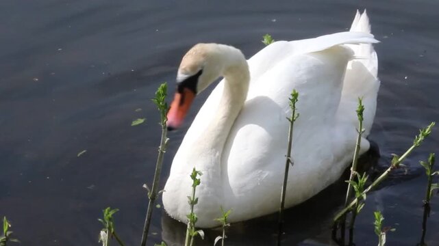 Schwan am Ufer putzt sich