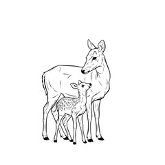 Fototapeta premium A tender illustration of a doe and its fawn, standing close together in a moment of pure affection. The image captures the bond, innocence, and love. vector illustration