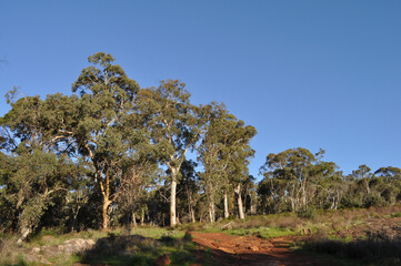 Red  dirt and gum trees on Whistlepipe Gully Walk,  Mundy Regional Park, Perth Hills, Western Australia, Australia
