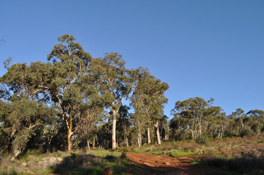 Red  dirt and gum trees on Whistlepipe Gully Walk,  Mundy Regional Park, Perth Hills, Western Australia, Australia