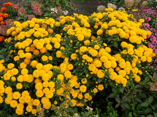 Yellow garden flowers bloom in a flower bed in late summer. Large beautiful flower bed design. Close-up