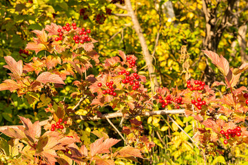 Bright red berries among colorful autumn leaves. Vibrant autumn nature scene.  perfect for seasonal content. Close-up