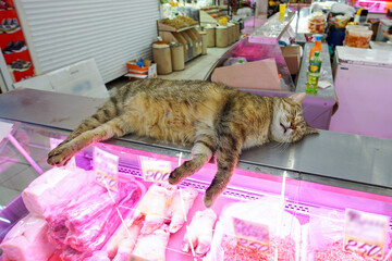  A stray cat sleeps on a display case - a refrigerator with meat products at the market.