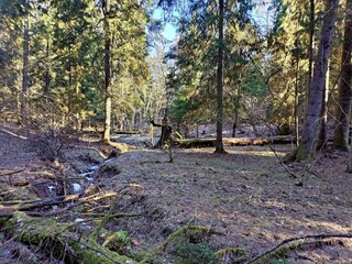 Spring landscape in the forest. Early spring in the forest. The first warm days