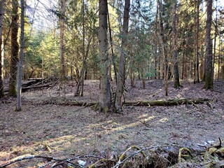Spring landscape in the forest. Early spring in the forest. The first warm days