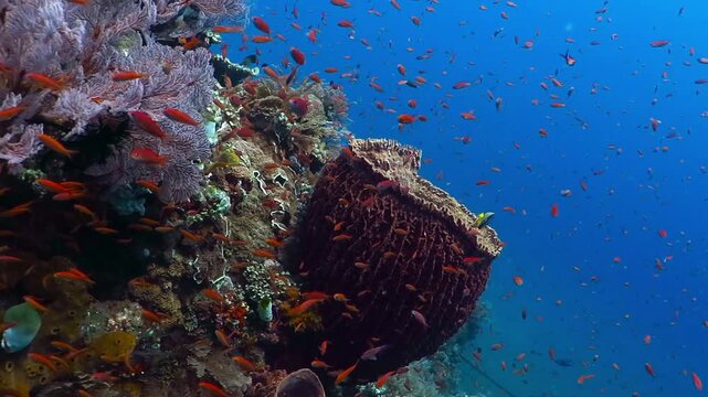 Underwater footage of healthy coral reef with big sponge and lots of colorful fish. Scuba diving and snorkeling with sea wildlife. Sea life snorkeling. Tropical reef and fish, sponge in the ocean.