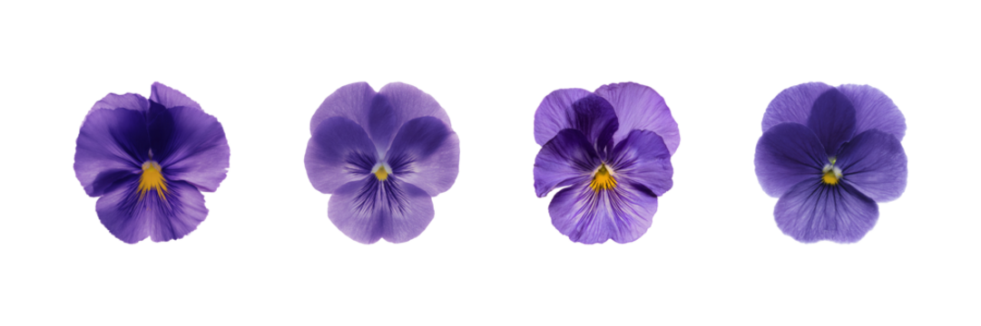 Purple Pansy Flowers Set. Botanical Beauty And Floral Design Collection Isolated On Transparent Background
