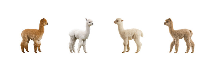 Obraz premium Four Adorable Alpacas Set. Cuteness And Farm Animal Collection Isolated On Transparent Background