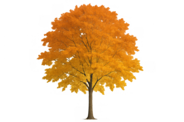 Autumn tree displaying vibrant yellow and orange foliage, isolated on a transparent background for seasonal design