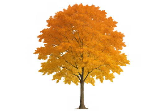 Autumn tree displaying vibrant yellow and orange foliage, isolated on a transparent background for seasonal design