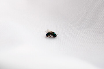 Orchid bee - Euglossa, known for its bright metallic colors, which are often green, blue, or purple