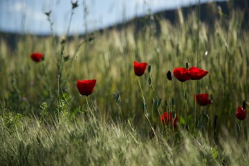 Naklejka premium Red Poppy in the Field