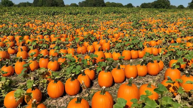 Expansive pumpkin patch displaying a myriad of plump, orange pumpkins just waiting to be picked. Bright autumn sunshine gracing the farm, providing an ideal backdrop for some Halloween fun