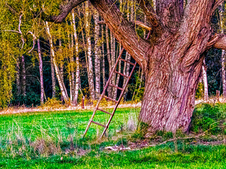 artystyczny krajobraz drzewo z drabiną