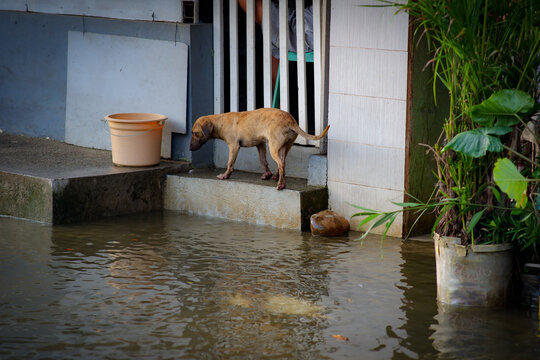 A little dog navigating flooded Bantayan Street after heavy rain.
