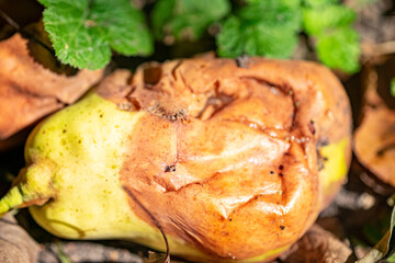 Overripe pear lying on the ground among fallen leaves, showcasing its wrinkled skin and vibrant yellow color, surrounded by lush green foliage in a natural setting