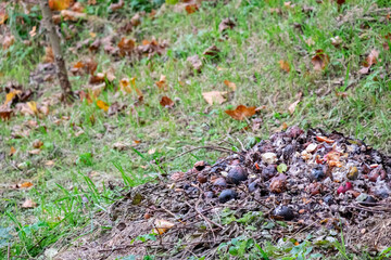 Pile of decomposing organic matter, including fruits and leaves, resting on grassy ground, surrounded by fallen foliage, showcasing natural recycling process in a vibrant ecosystem