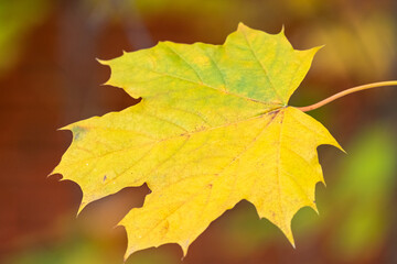Vibrant yellow maple leaf with intricate veins and edges, resting on a blurred background of warm autumn colors, showcasing the beauty of nature's seasonal transition