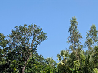 Obraz premium Lush Tropical Forest Canopy with Vibrant Green Trees and Clear Blue Sky