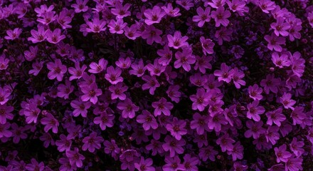 Obraz premium A vibrant, lush arrangement showcasing numerous delicate purple blossoms, perfectly fresh and ready for display or gift-giving, symbolizing beauty and grace ,closeup, blossoms, isolated
