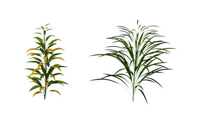 greenery branch leaves twigs floral plant forest herbs isolated on white background. Botanical spring summer leaf illustration 3d render