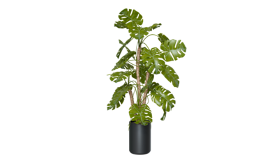 Isometric tree plant 3d rendering indoor outdoor Plant in ceramic pots isolated on transparent background