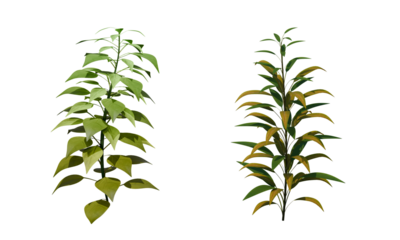 greenery branch leaves twigs floral plant forest herbs isolated on white background. Botanical spring summer leaf illustration 3d render