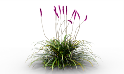Swamp Foxtail, Penn Stripe, grass plant with flowers isolated on transparent background