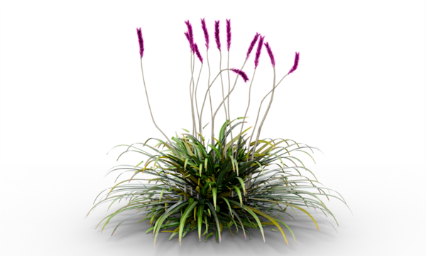 Swamp Foxtail, Penn Stripe, grass plant with flowers isolated on transparent background