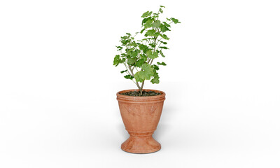 Isometric tree plant 3d rendering indoor outdoor Plant in ceramic pots isolated on transparent background